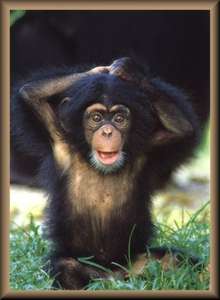 mon petit singe