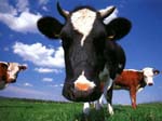 ah la vache !!
