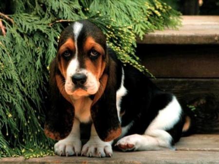 il est pas beau ??