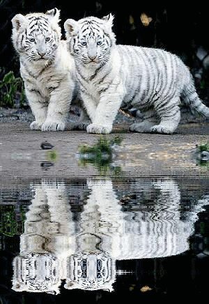 j'adore.....